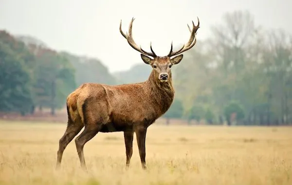 MapSavvy Helps Wildlife Researchers Protect Endangered Species