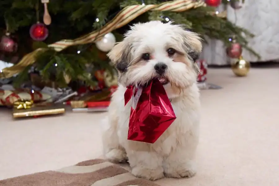 CHRISTMAS Dog Red Package At Christmas